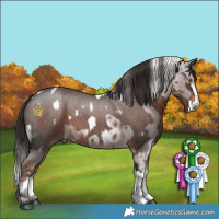 Horse Color:Silver Brown Roan Appaloosa and Liver Red Roan Sabino Splash