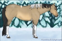 Horse Color:Unknown 