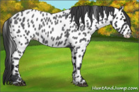 Horse Color:Blue Roan Appaloosa 