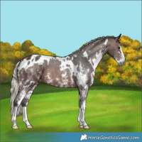 Horse Color:Gray White Spotted Silver Brown Sabino Appaloosa 