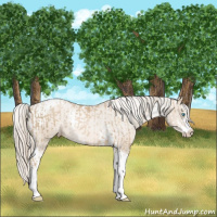 Horse Color:Chocolate Palomino Pearl Sabino Appaloosa Rabicano  and Chocolate Palomino Pearl Sabino Tobiano Appaloosa Rabicano 