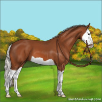 Horse Color:Silver Bay Splash 