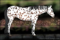 Horse Color:Bay Appaloosa 