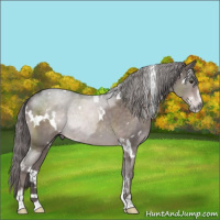 Horse Color:Platinum White Spotted Liver Chestnut Sabino Rabicano 