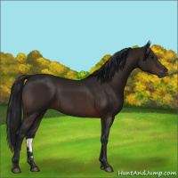 Horse Color:Gray Brown 