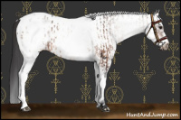 Horse Color:White Spotted Brown Appaloosa and White Spotted Brown Frame Appaloosa