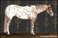 Horse Color:White Spotted Buckskin Splash Blanket Rabicano  and White Spotted Brown Pearl Tobiano Frame Near Leopard 
