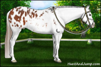 Horse Color:Bay Appaloosa  and Bay Appaloosa 