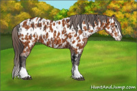 Horse Color:Brown Sabino Splash Appaloosa  and Buckskin Sabino Splash Appaloosa 