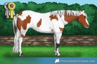 Horse Color:Bay Sabino Rabicano  and Gray Bay Sabino Rabicano 