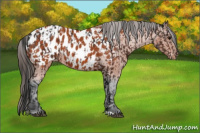 Horse Color:Bay Appaloosa  and Bay Appaloosa 