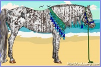 Horse Color:Liver Chestnut Appaloosa  and Black Frame Appaloosa 