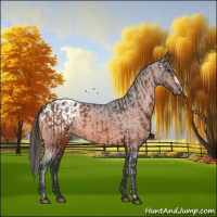 Horse Color:Brown Appaloosa  and Brown Appaloosa 