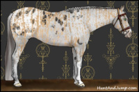 Horse Color:Sable Cream Champagne  and Brown Appaloosa 