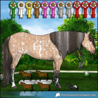 Horse Color:Bay Roan Appaloosa  and Bay Dun 