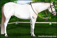 Horse Color:Buckskin Dun Tobiano Appaloosa and Sable Champagne Dun Sabino Tobiano Frame Appaloosa