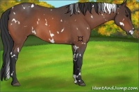 Horse Color:White Spotted Bay Roan