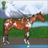 Horse Color:White Spotted Bay 