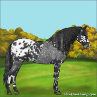 Horse Color:Blue Roan Appaloosa  and Blue Roan Appaloosa 