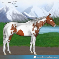 Horse Color:White Spotted Silver Brown Tobiano 
