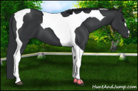 Horse Color:Black Tobiano 