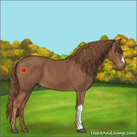 Horse Color:Chestnut 