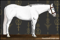 Horse Color:Gray Gold Cream Champagne Sabino Splash Appaloosa  and Amber Champagne Splash Appaloosa