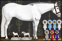 Horse Color:Chocolate Palomino Dun Sabino Splash Tobiano Leopard 