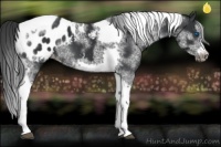 Horse Color:White Spotted Black Splash Tobiano Frame Appaloosa 
