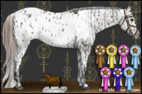 Horse Color:Grullo Sabino Appaloosa  and Grullo Appaloosa 