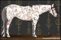 Horse Color:Amber Champagne Appaloosa and Amber Champagne Appaloosa