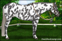 Horse Color:Smoky Blue Roan Near Leopard 
