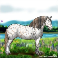Horse Color:Brown Appaloosa  and Chestnut Appaloosa 