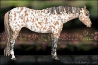 Horse Color:Chestnut Appaloosa  and Bay Appaloosa 