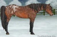 Horse Color:Bay Appaloosa  and Bay Appaloosa 