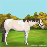 Horse Color:Amber Champagne Dun Tobiano 