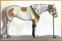 Horse Color:Bay Appaloosa  and Bay Appaloosa 