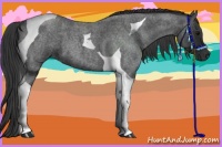 Horse Color:Blue Roan Tobiano