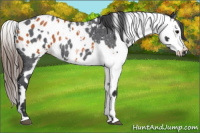 Horse Color:Blue Roan Blanket  and Bay Blanket Rabicano 