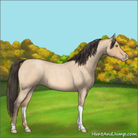 Horse Color:Amber Champagne Roan Tobiano 