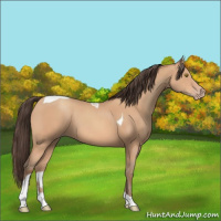 Horse Color:Amber Champagne Tobiano