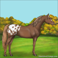 Horse Color:Chestnut Appaloosa 