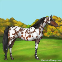 Horse Color:Bay Appaloosa