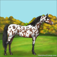 Horse Color:Bay Appaloosa 