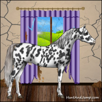 Horse Color:Black Appaloosa Rabicano 