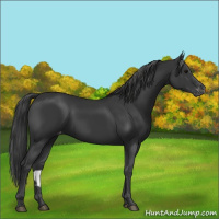 Horse Color:Black Varnish Rabicano 