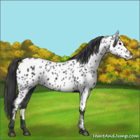 Horse Color:Black Appaloosa Rabicano 