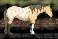 Horse Color:Buckskin Appaloosa 