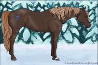 Horse Color:Liver Chestnut 