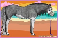 Horse Color:Blue Roan Splash 